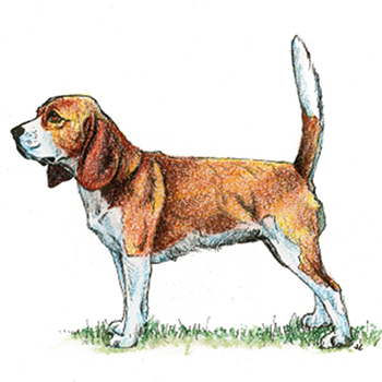 Beagle - Click Image to Close